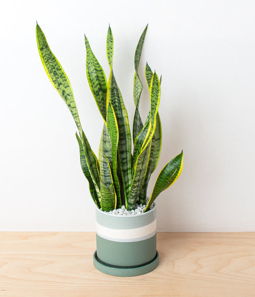 Snake Plant